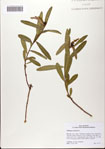 000081708-thumbnail.jpg