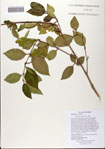 000081740-thumbnail.jpg