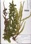 Solidago