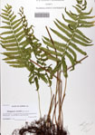 Thelypteris