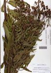 Vernonia
