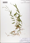 Oplismenus