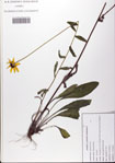 Rudbeckia
