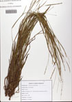 Paspalum