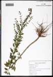 Scoparia