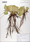 000081847-thumbnail.jpg