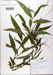 000081850-thumbnail.jpg