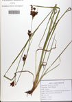 000081851-thumbnail.jpg