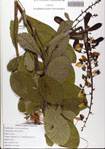 000081854-thumbnail.jpg