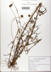 Helianthus