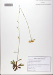 Bigelowia
