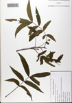 Carya