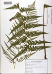 Dryopteris