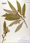 000081893-thumbnail.jpg