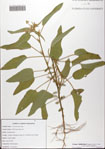 Croton