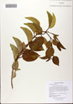 000081948-thumbnail.jpg