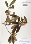 Ilex
