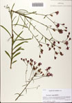 000081985-thumbnail.jpg