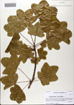 000081999-thumbnail.jpg