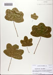 000082000-thumbnail.jpg