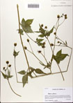 Bidens
