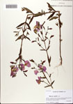 000082025-thumbnail.jpg