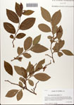 000082096-thumbnail.jpg