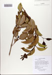 Ligustrum