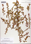 000082190-thumbnail.jpg