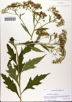 000082328-thumbnail.jpg