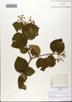 Viburnum