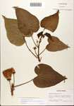 000082458-thumbnail.jpg