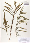 Eupatorium