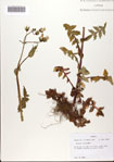 000082509-thumbnail.jpg