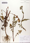 000082510-thumbnail.jpg