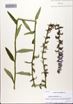 000082532-thumbnail.jpg