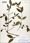 000082533-thumbnail.jpg