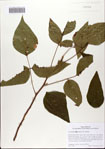 000082659-thumbnail.jpg