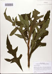 000082667-thumbnail.jpg
