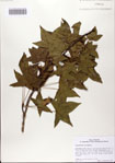 000082675-thumbnail.jpg