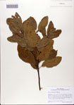 000082676-thumbnail.jpg
