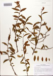 000082680-thumbnail.jpg