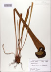 000082748-thumbnail.jpg