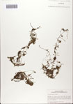 000082767-thumbnail.jpg
