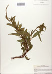 000082769-thumbnail.jpg