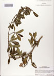 000082770-thumbnail.jpg