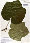 000082788-thumbnail.jpg