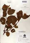 000082828-thumbnail.jpg