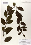 000082955-thumbnail.jpg