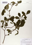 000082985-thumbnail.jpg